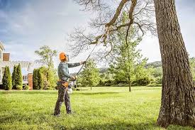 How Our Tree Care Process Works  in  Farmersville, CA
