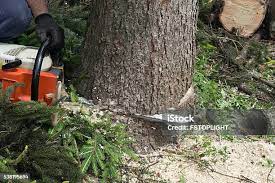 Trusted Farmersville, CA Tree Care Experts