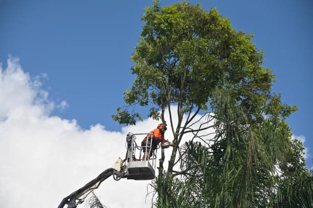 Tree and Shrub Care in Farmersville, CA